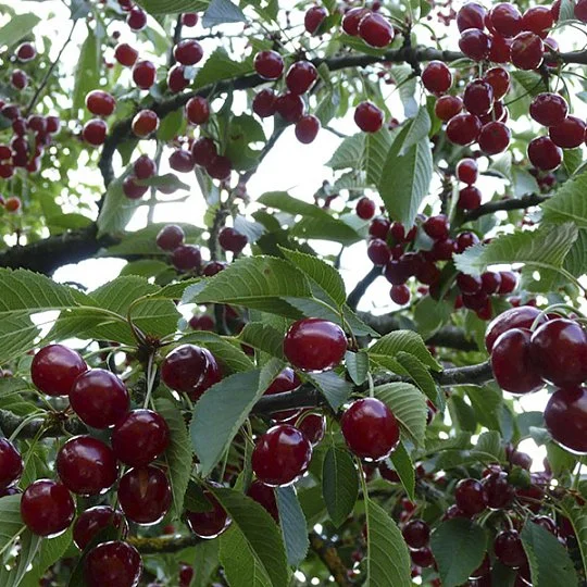 Вишня Тургеневка среднеспелая - Фото 2