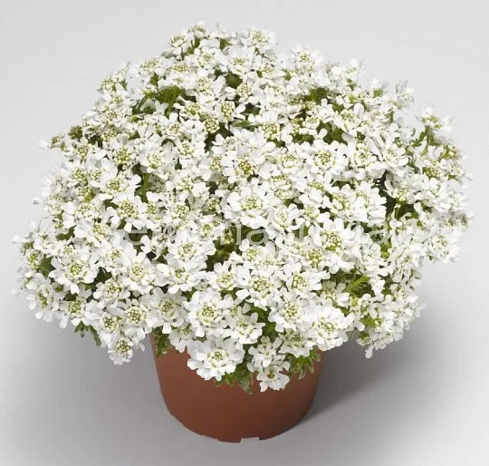 Иберис вечнозеленый Таху 100 семян белый, Syngenta Flowers