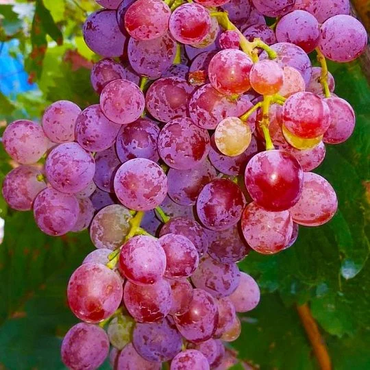 Саженцы винограда Калина кишмиш
