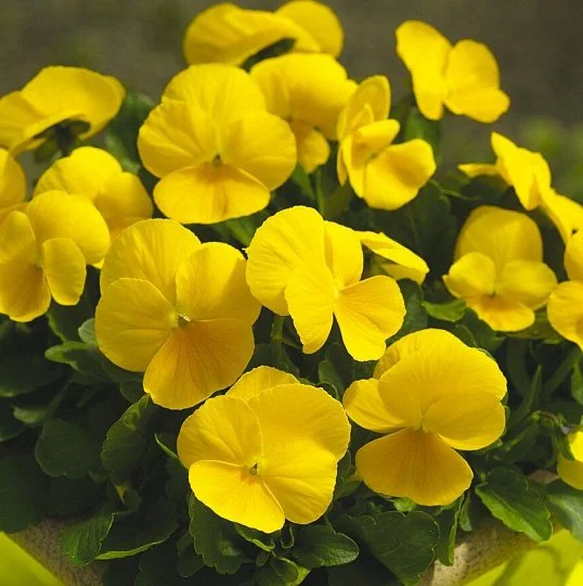 Виола рогатая Пенни F1 100 семян желтый, Syngenta Flowers