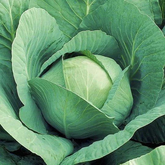 Капуста Куізор F1 20 насіння білокачанна середньорання, Syngenta - Фото 2