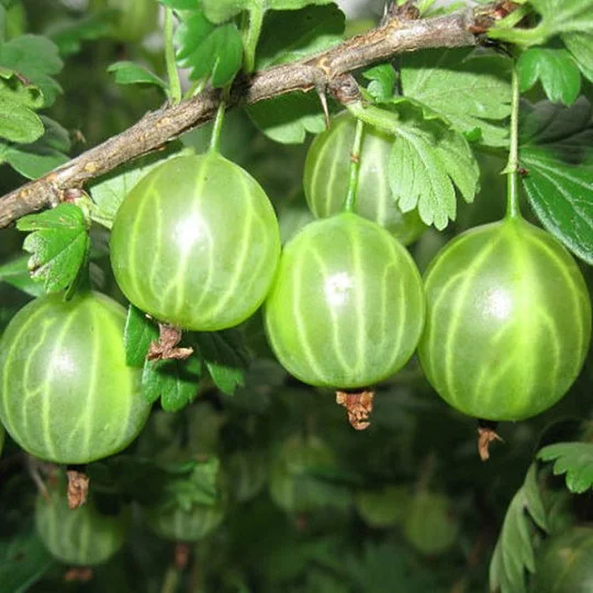 Аґрус зелений Малахіт середньостиглий - Фото 2