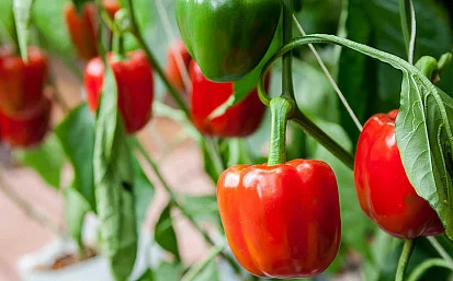 Выращивание рассады перца: маленькие хитрости и дельные советы.