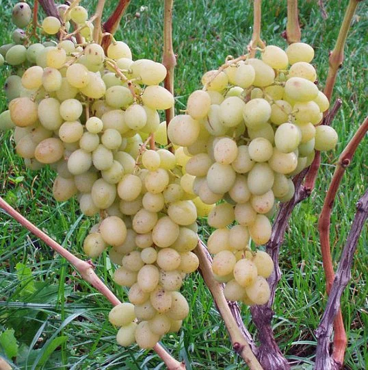 Саженцы винограда Благовест
