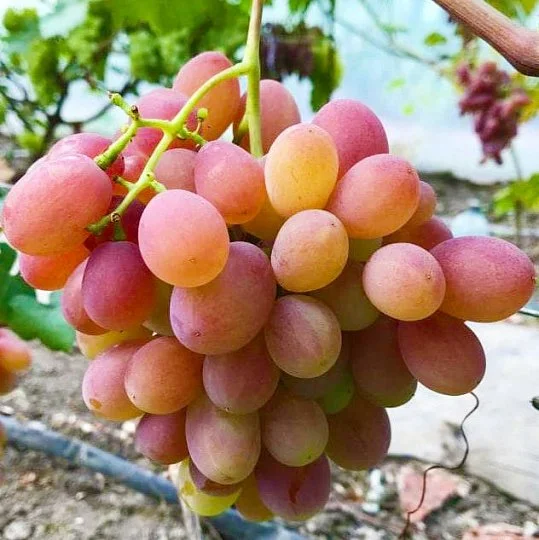 Саженцы винограда Гетьман