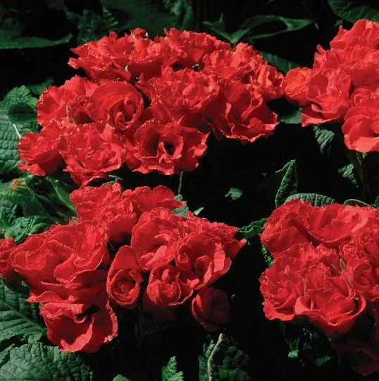 Примула махровая Примлет F1 красная 100 семян, Pan American flowers