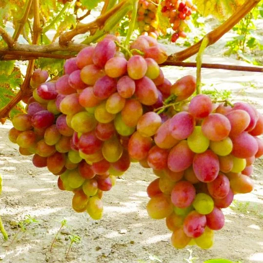 Саженцы винограда Анита