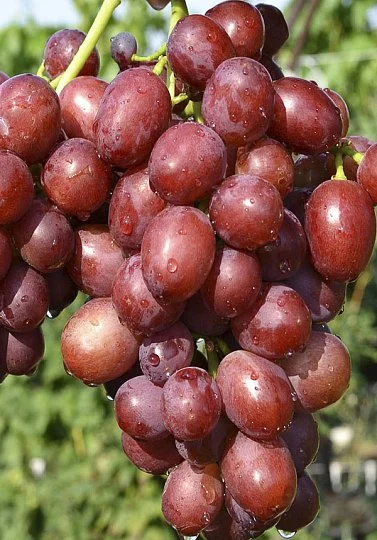 Саженцы винограда Рубиновый Юбилей