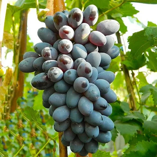 Саженцы винограда Декабрьский