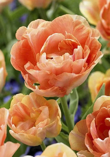Тюльпан махровый многоцветковый Charming Lady (10244)