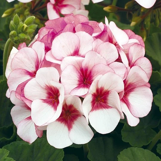 Пеларгония садовая Маверик F1 бело-розовая 100 семян, Syngenta