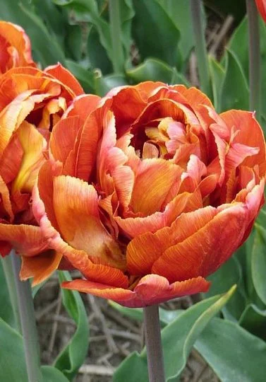 Тюльпан махровый Browniw (10605)