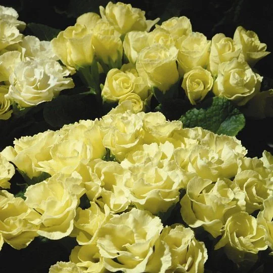 Примула махровая Примлет F1 лимонная 100 семян, Pan American flowers