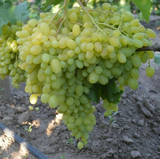 Саджанці винограду Геліодор кишміш