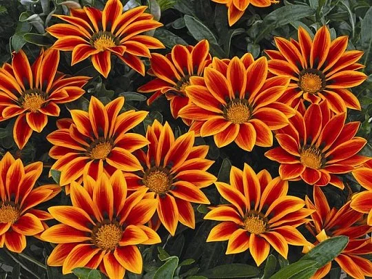 Газания Кисс F1 100 семян жестколистная флейм, Syngenta Flowers