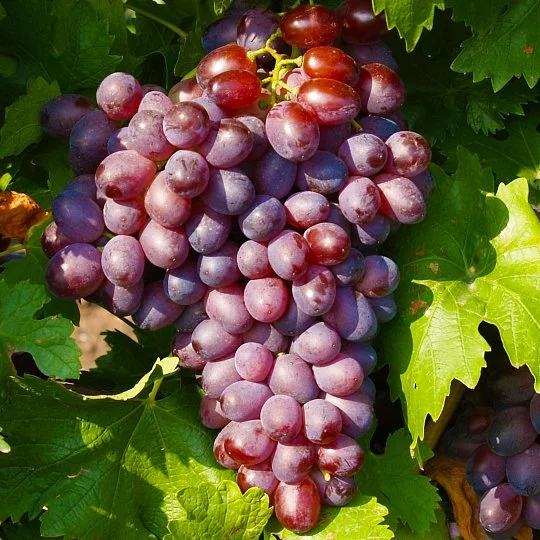 Саженцы винограда Слабожанский