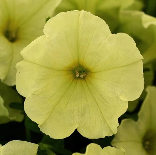 Петуния ампельная Лавина F1 желтый каприз 10 дражированных семян, Benary flowers