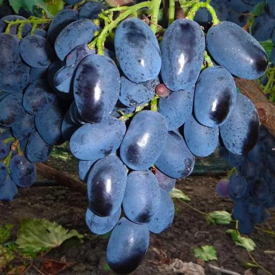 Саженцы винограда Орда