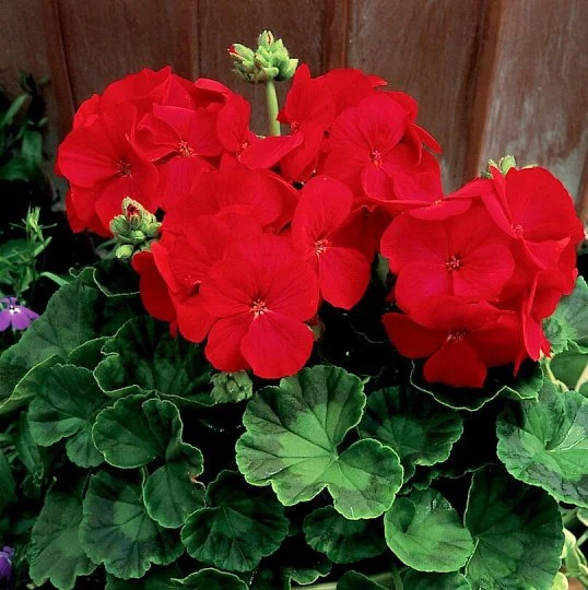 Пеларгонія Мультиблум F1 червона 100 насінин, Syngenta Flowers