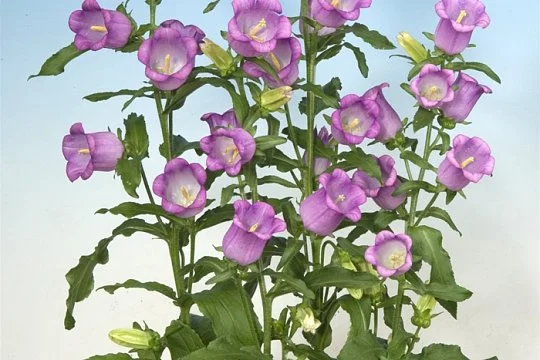 Колокольчик Кампана 100 дражированных семян средний лиловый, Pan American flowers