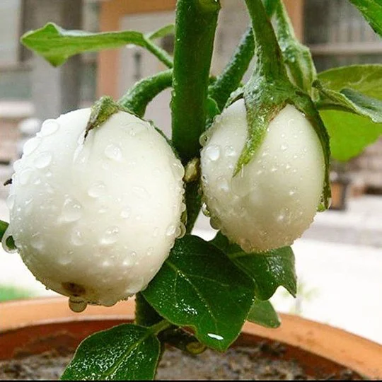 Баклажан Голден Эгс 0,1 г декоративный, Hем Zaden - Фото 3