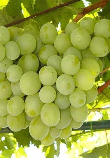 Саженцы винограда "Талисман" (Кеша-1)