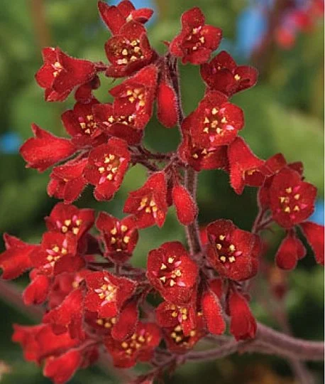 Гейхера Корал Форест 200 насінин криваво-червона, Syngenta Flowers