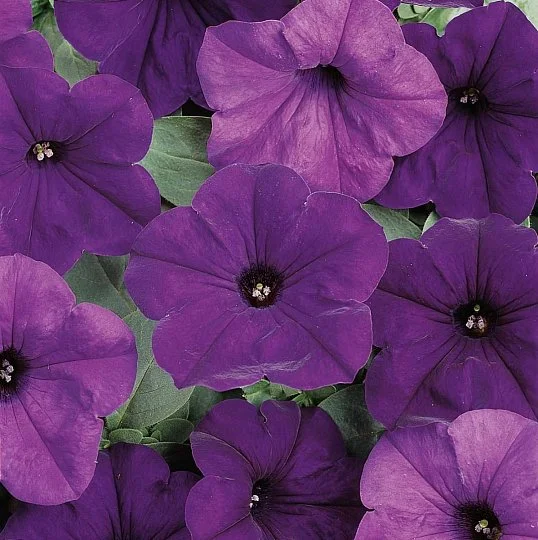 Петуния Изи Вейв F1 100 дражированных семян ампельная фиолетовая, Pan American flowers