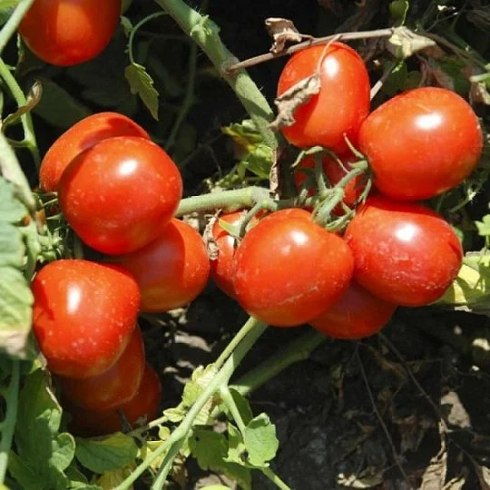Томат Трипл Ред F1 10000 дражованого насіння для переробки кущової, Unigen Seeds