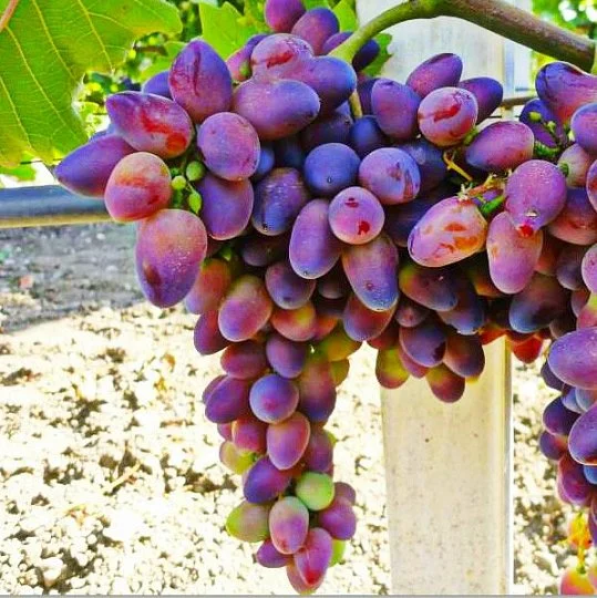 Саженец винограда Красотка