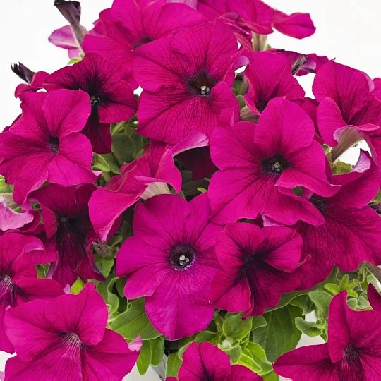 Петуния Саксесс F1 500 семян темно-розовая, Benary flowers