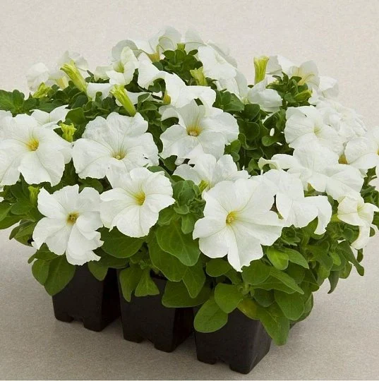 Петуния грандифлора Тритуния F1 белая 1000 семян, Syngenta flowers