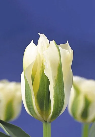 Тюльпан Spring Green 3 шт виридифлора, De Ree (10222)