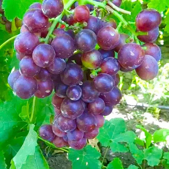 Саженцы винограда Альтаир
