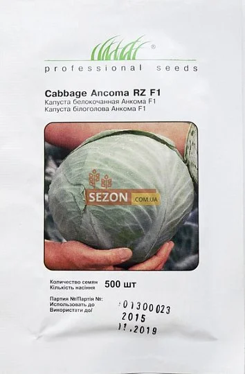 Капуста Анкома F1 500 насіння білокачанна пізня, Rijk Zvaan - Фото 2
