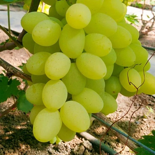 Саджанець винограду Сенатор Бурдака