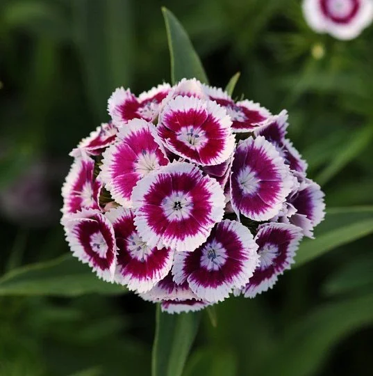Гвоздика турецкая Свит F1 пурпурный биколор 100 семян, Pan American flowers