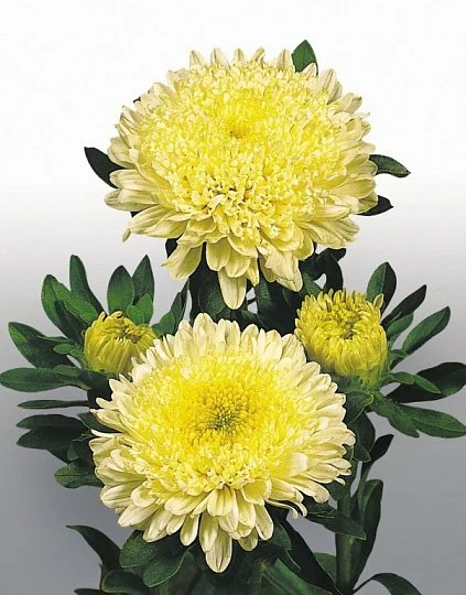 Астра китайская для среза Матадор 1000 семян желтая, Benary flowers