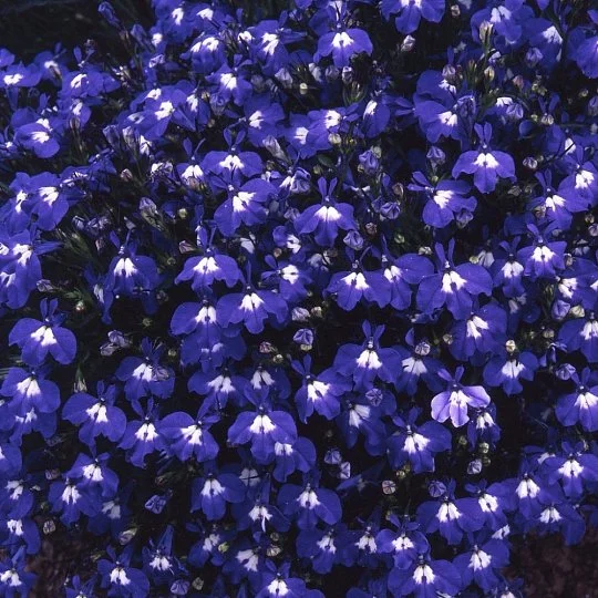 Лобелия каскадная Регатта 200 дражированных семян синяя с глазком, Pan American flowers