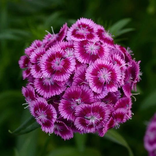 Гвоздика турецкая Свит F1 маджента 100 семян, Pan American flowers