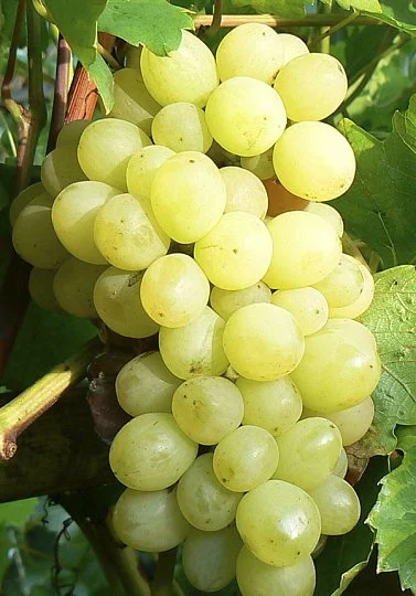 Саженцы винограда Надежный (мускат)
