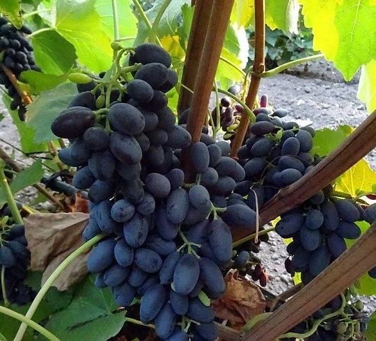 Саженцы винограда Джой (киш-миш)