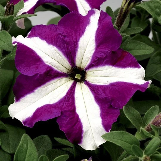 Петуния грандифлора Тритуния F1 пурпурная звезда 1000 семян, Syngenta flowers
