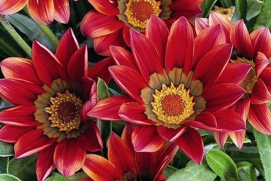 Газания Кисс F1 100 семян жестколистная красная, Syngenta Flowers