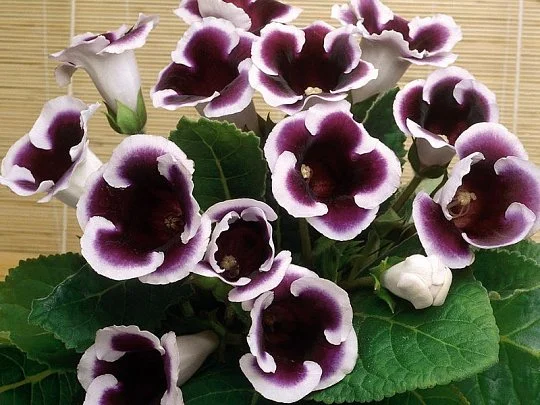 Глоксиния Kaiser Wilhelm - Фото 2