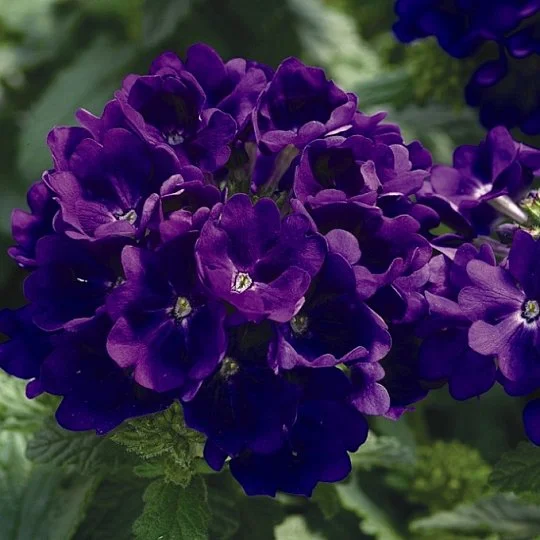 Вербена гибридная Тускани F1 100 семян синяя, Syngenta Flowers