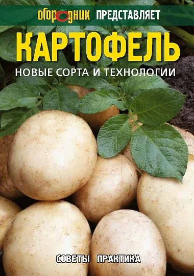 Картопля: нові сорти та технології