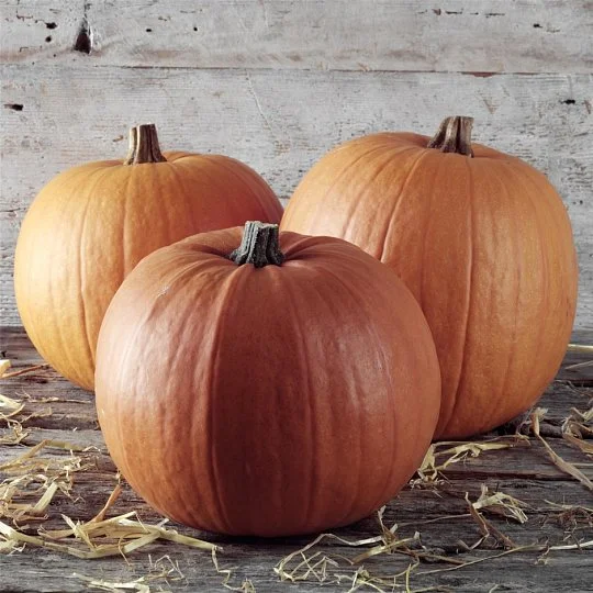 Гарбуз Стофунтовий 10г, Агролінія