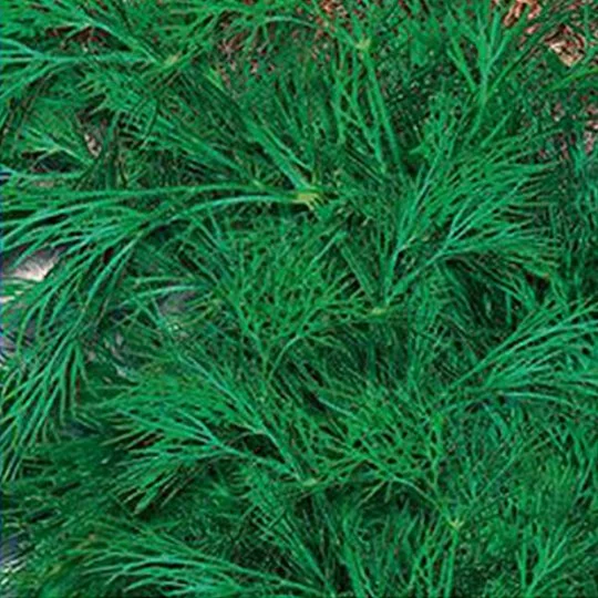 Кріп Геркулес на вагу, Агролінія