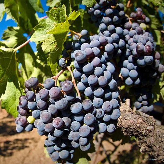Саженцы винограда Саперави - Фото 2